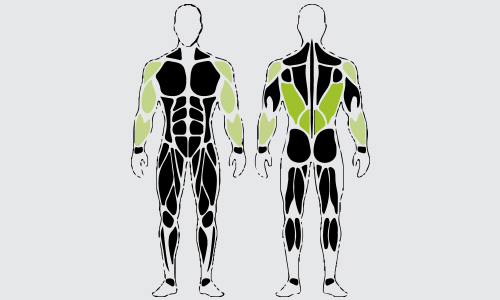 Dumbbell incline bench rows spieren