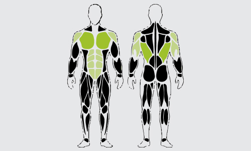Dumbbell Pullovers spieren