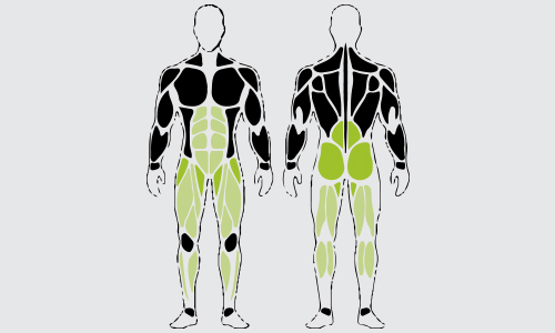 Dumbbell deadlifts spieren