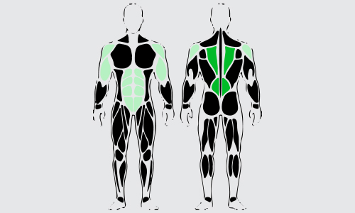 One arm dumbbell row spieren