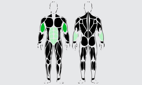 Standing dumbbell bicep curl spieren