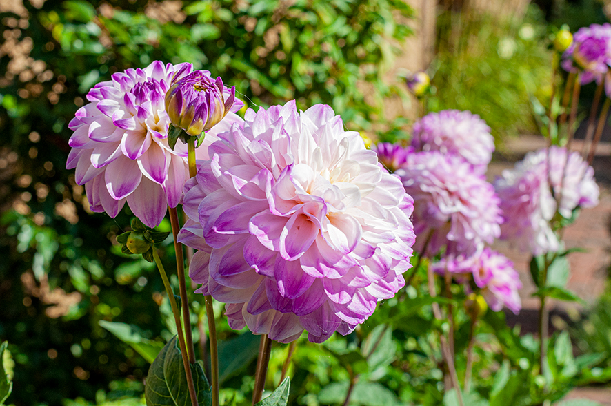 Uitgelicht - Een klassieke tuin met kunstzinnige elementen Uitgelicht - Een klassieke tuin met kunstzinnige elementen